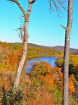 Arkansas Beauty