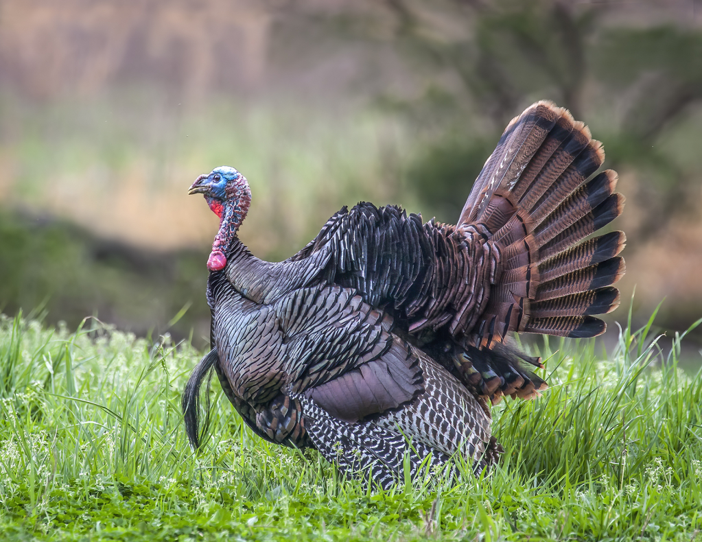 Wild Gobbler  (Meleagris gallopavo)