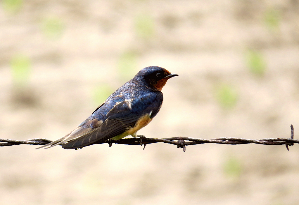 Bird On Barbed Wire