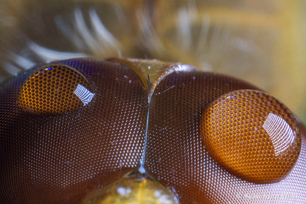 Eyes of Dragon Fly - ID: 15865295 © Kyaw Kyaw Winn