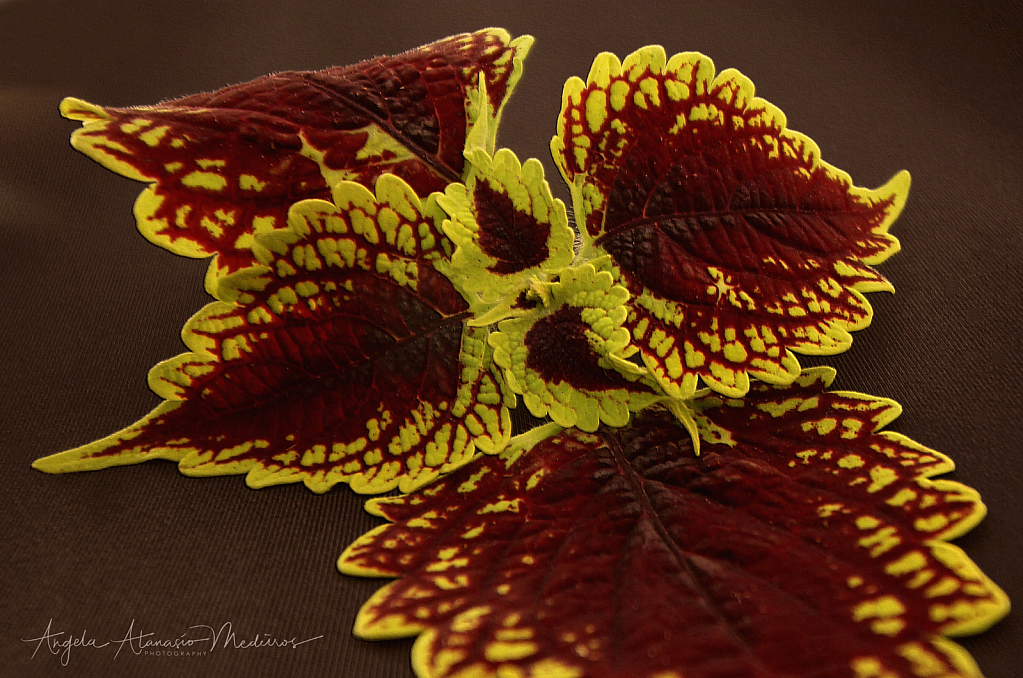 Fallen Wings of the Coleus