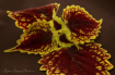 Fallen Wings of t...