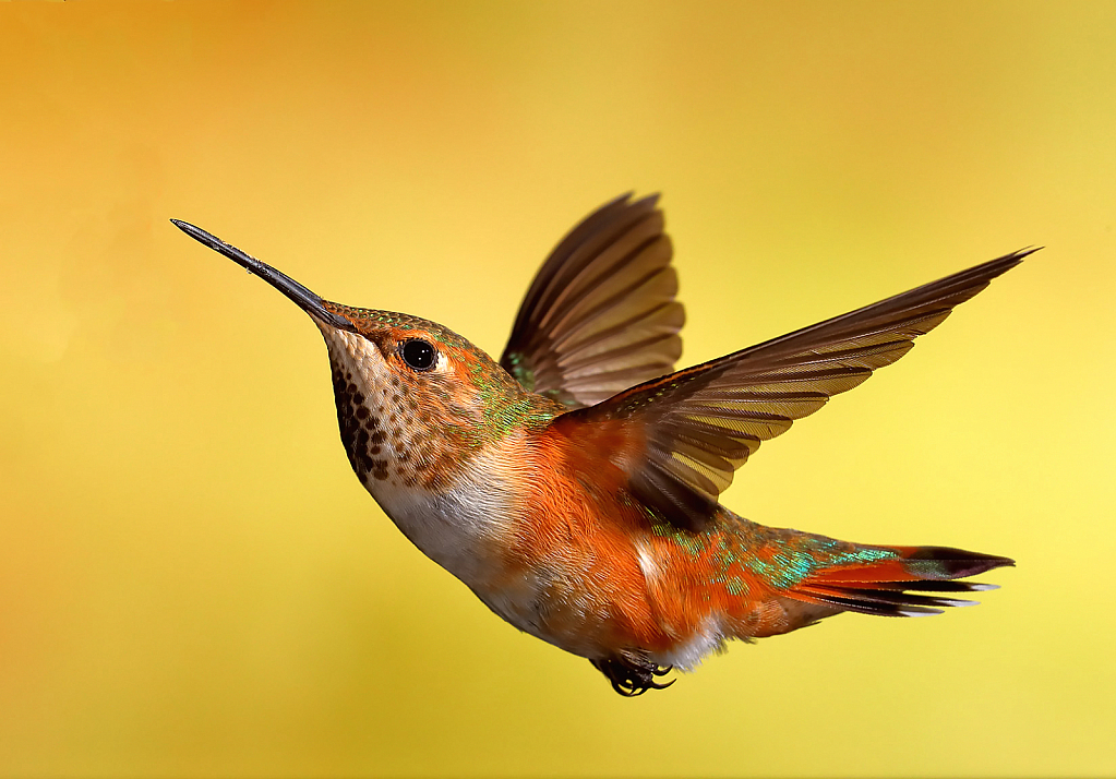 Rufous Hummingbird