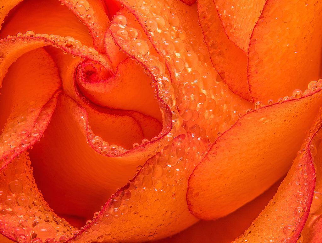 Raindrops on Rose