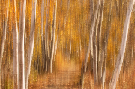 An Autumn Birch Path