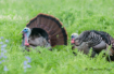 Turkey in the Mea...