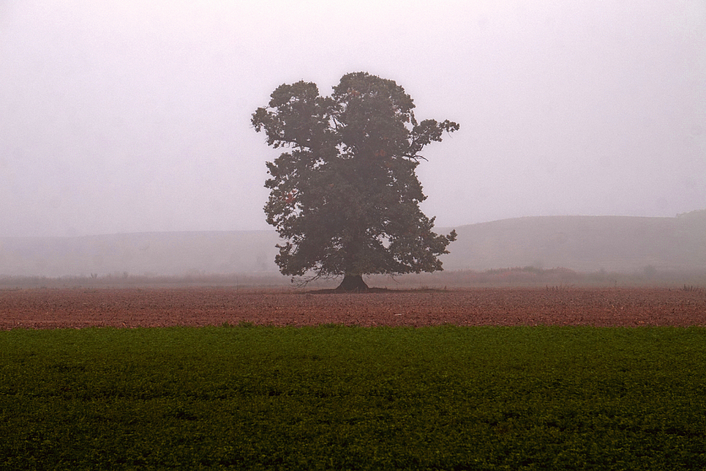 Alone in the fog