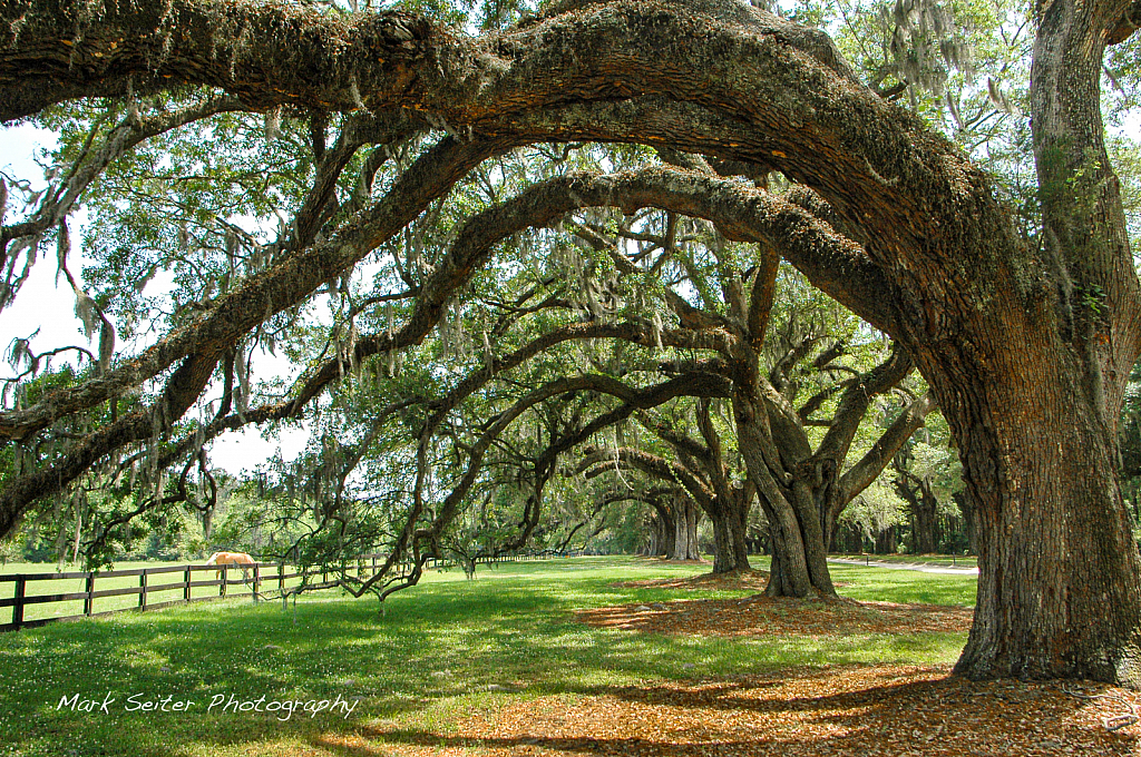 Charleston shade