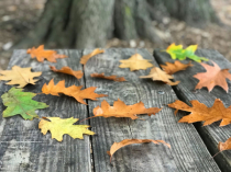 November 2020 Photo Contest 2nd Place Prize Winner