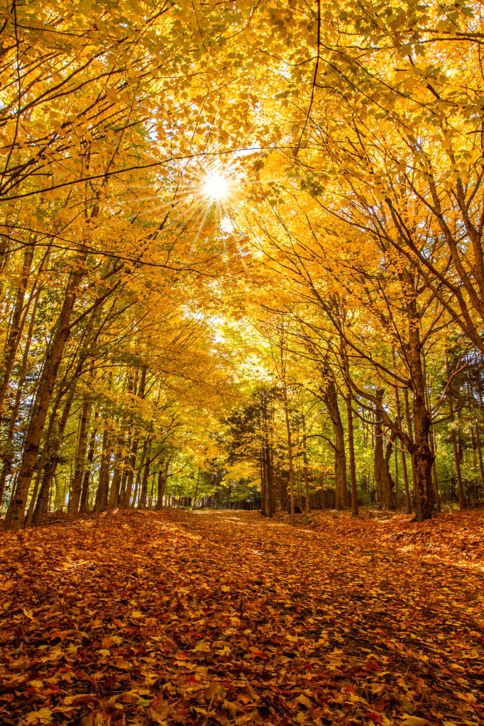 Under a Canopy of Gold