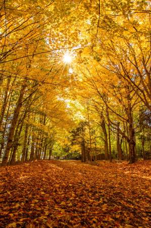 Under a Canopy of Gold