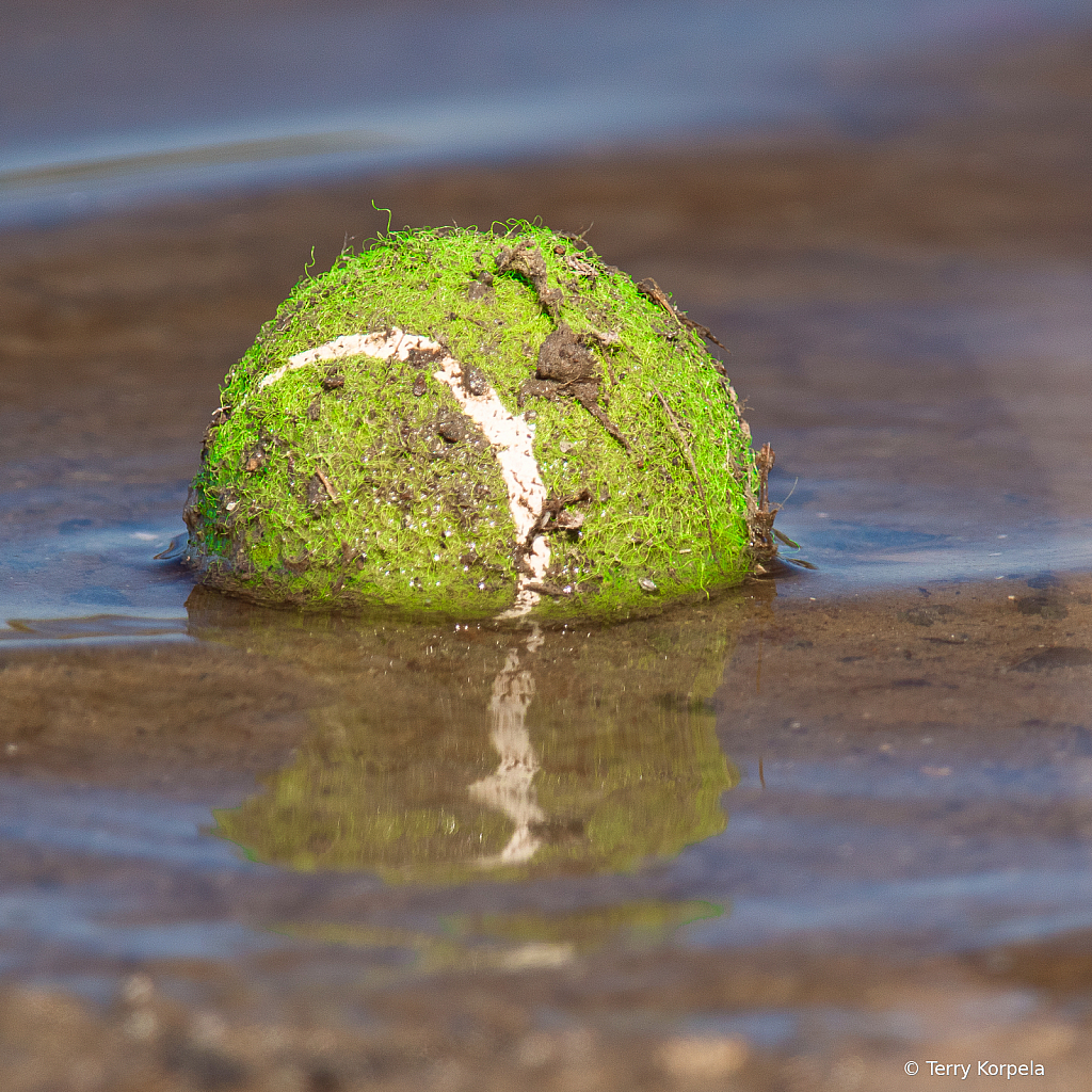 This Tennis Ball is Missing its Dog!