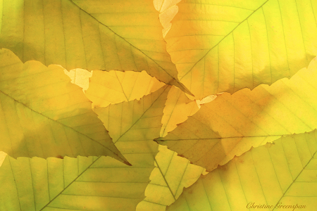 Autumn Leaves Abstract