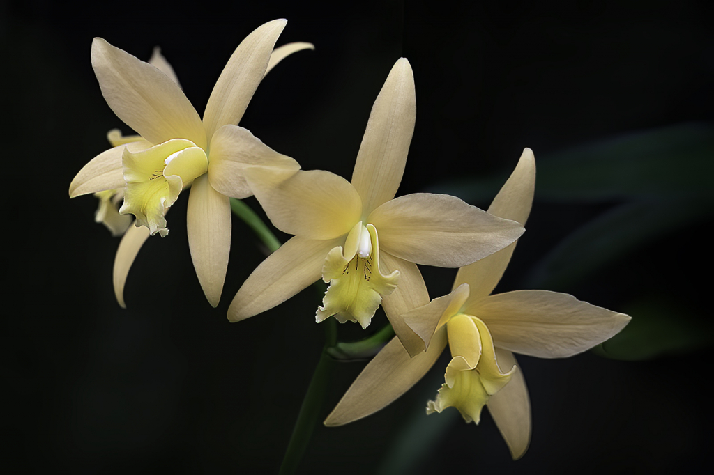 Orchid Trio  