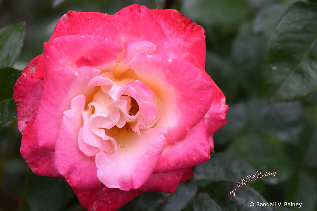Pink & Yellow rose macro...