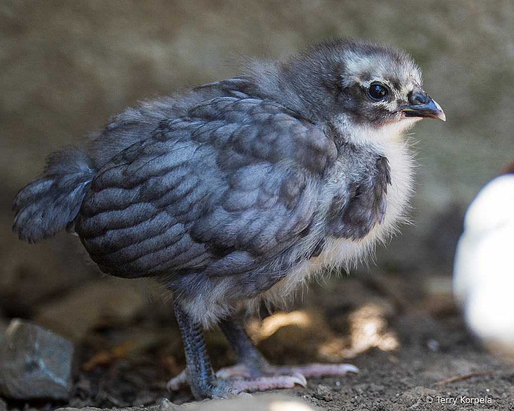Young Chick! - ID: 15866060 © Terry Korpela