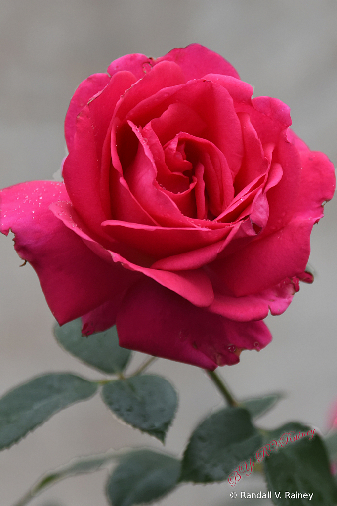 A Red Rose at Hershey Garden