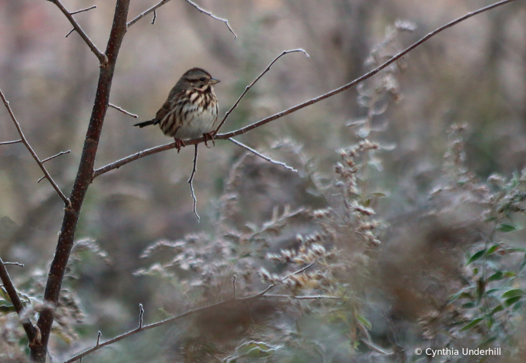 SongSparrowIMG_8315 - ID: 15866096 © Cynthia Underhill