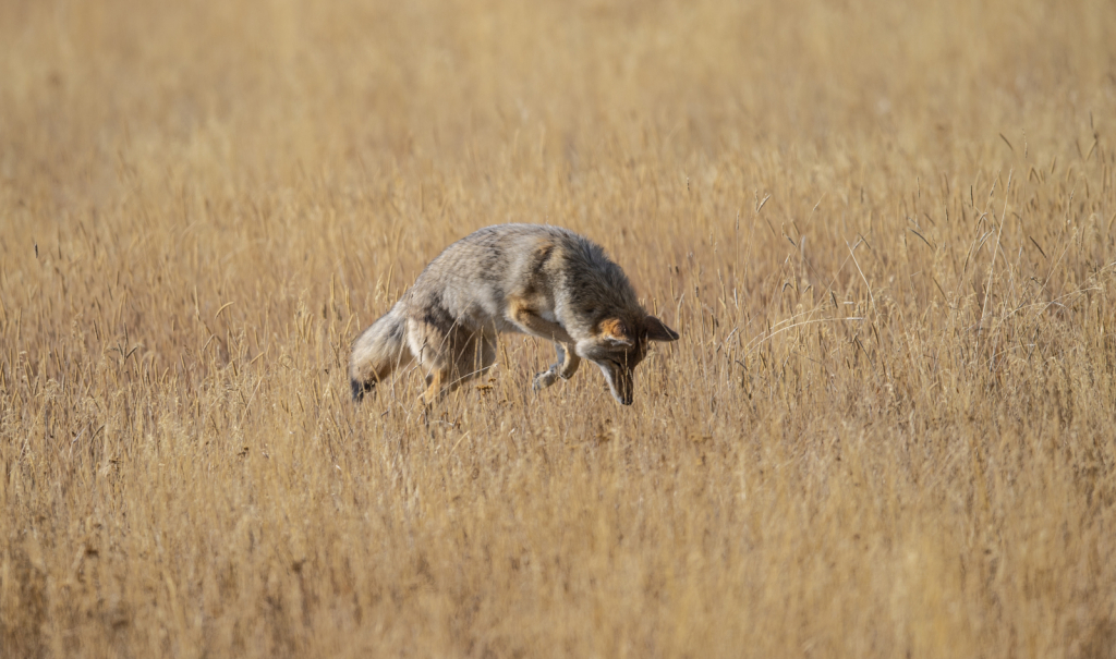 Coyote Pounce - ID: 15866282 © MICHAEL HUGHES