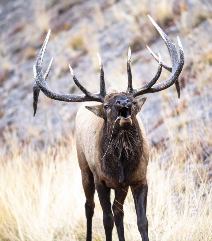 Bugling in Yellowstone - ID: 15866283 © MICHAEL HUGHES