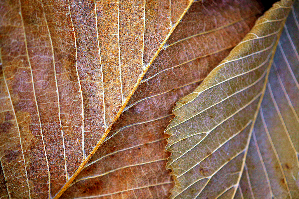 Veins