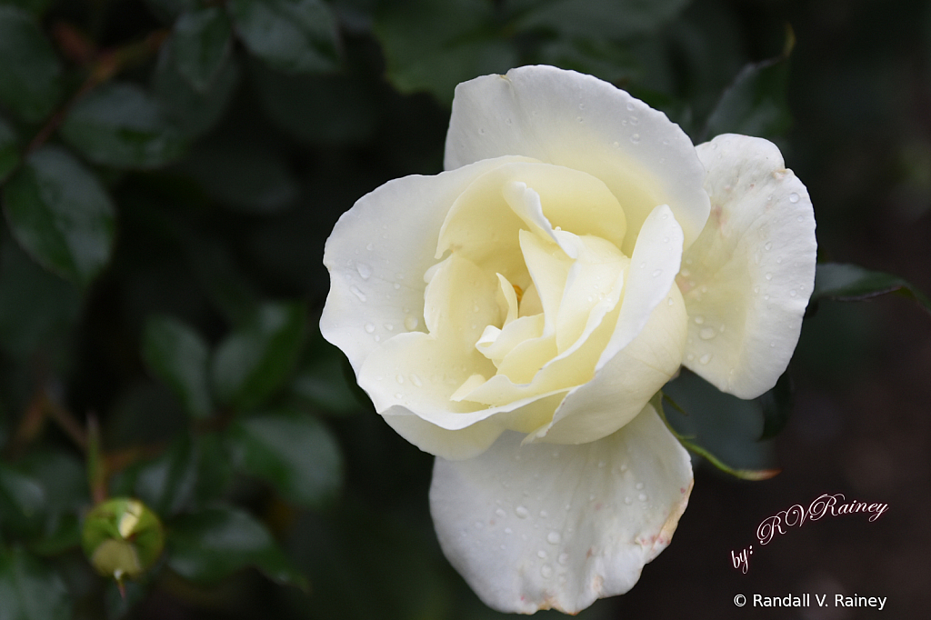 White Rose at Hershey Garden...