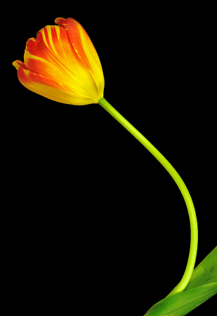 Two Tone Tulip