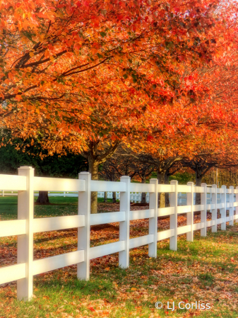 fence in fall