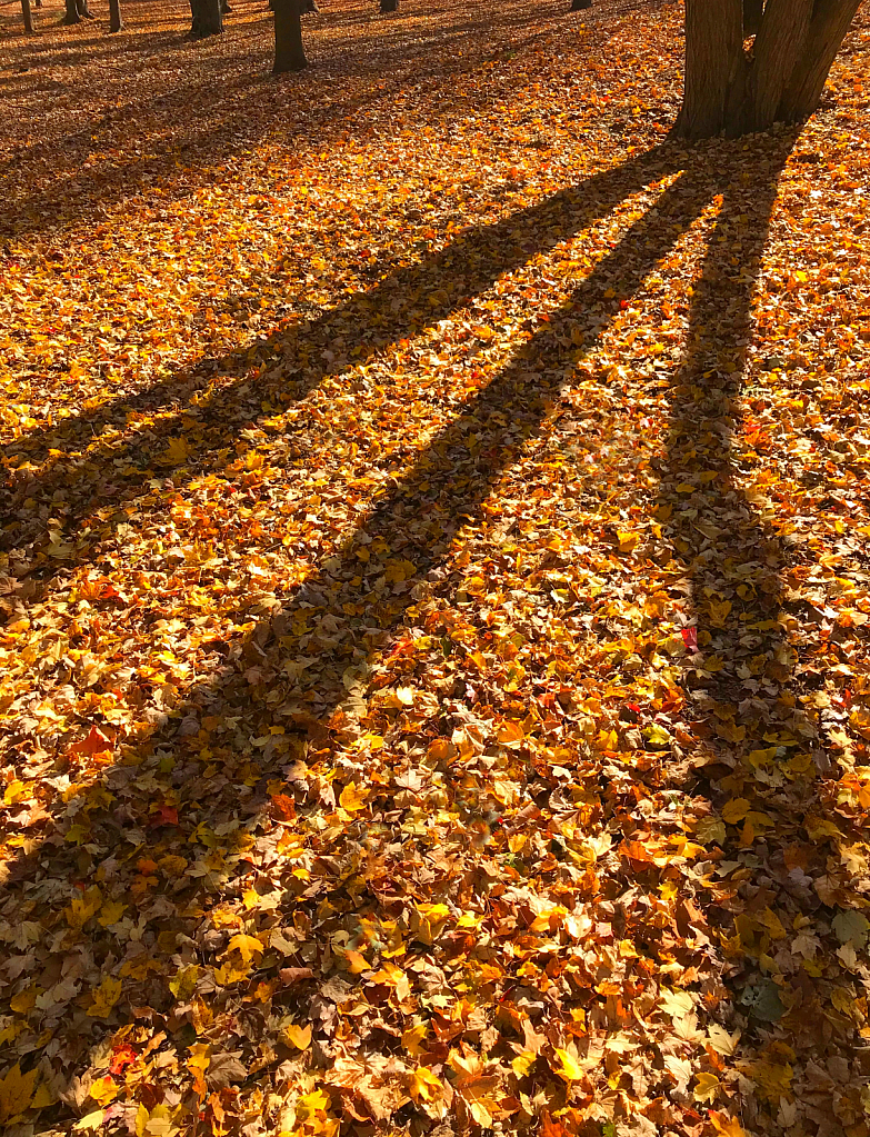 Autumn Shadows