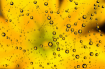 Yellow flowers