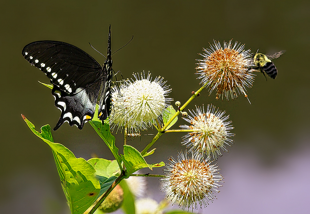 Buffet - ID: 15866329 © Janet Criswell