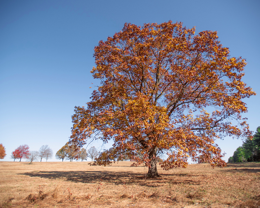 Orange Tree