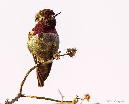 Anna's Hummingbird