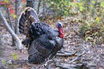 November 2020 Photo Contest 2nd Place Prize Winner