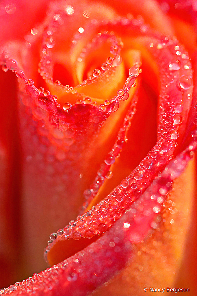 Raindrops on Roses