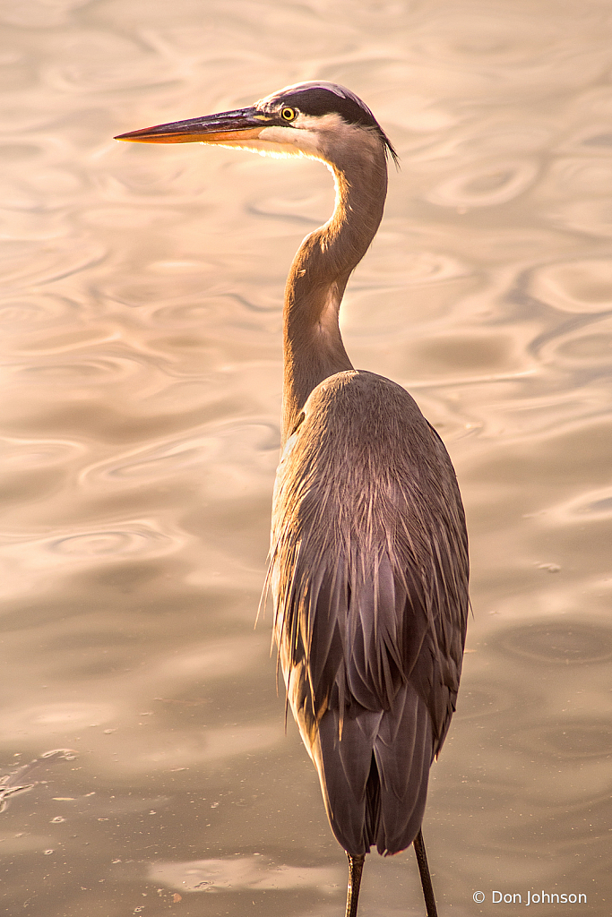 Great Blue Heron Portrait at RIO