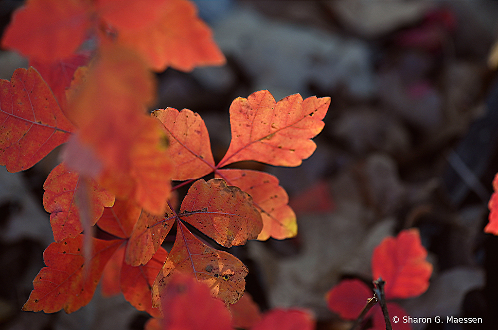 Fall's Glory - ID: 15867042 © Sharon G. Maessen