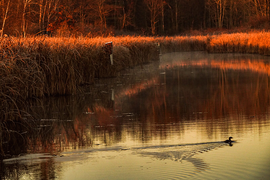 Grebe ready for breakfast