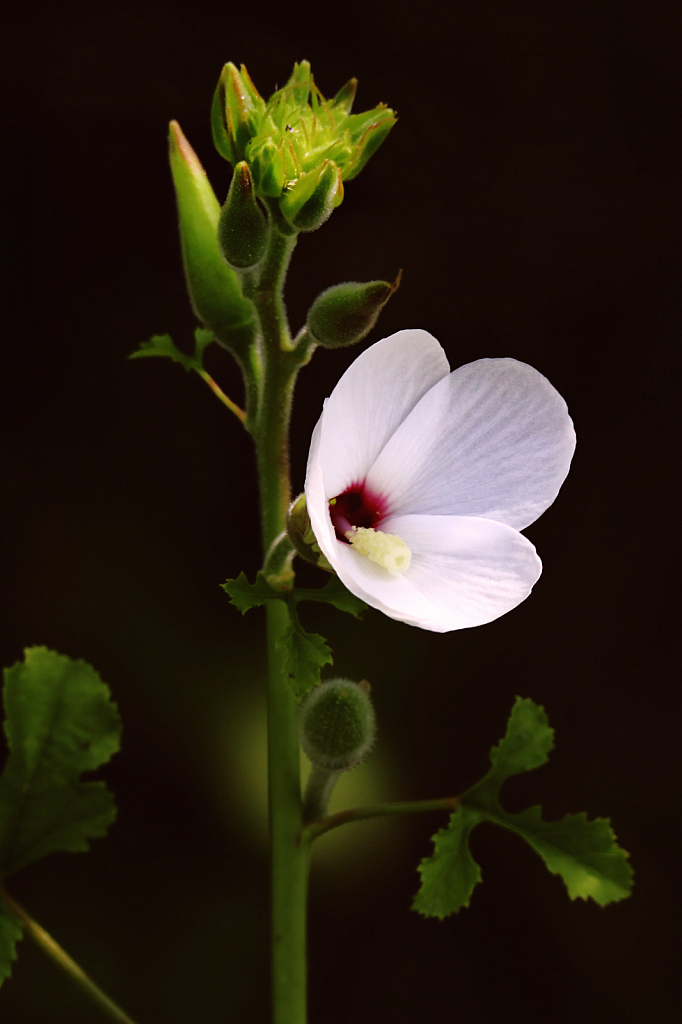 White wild flower