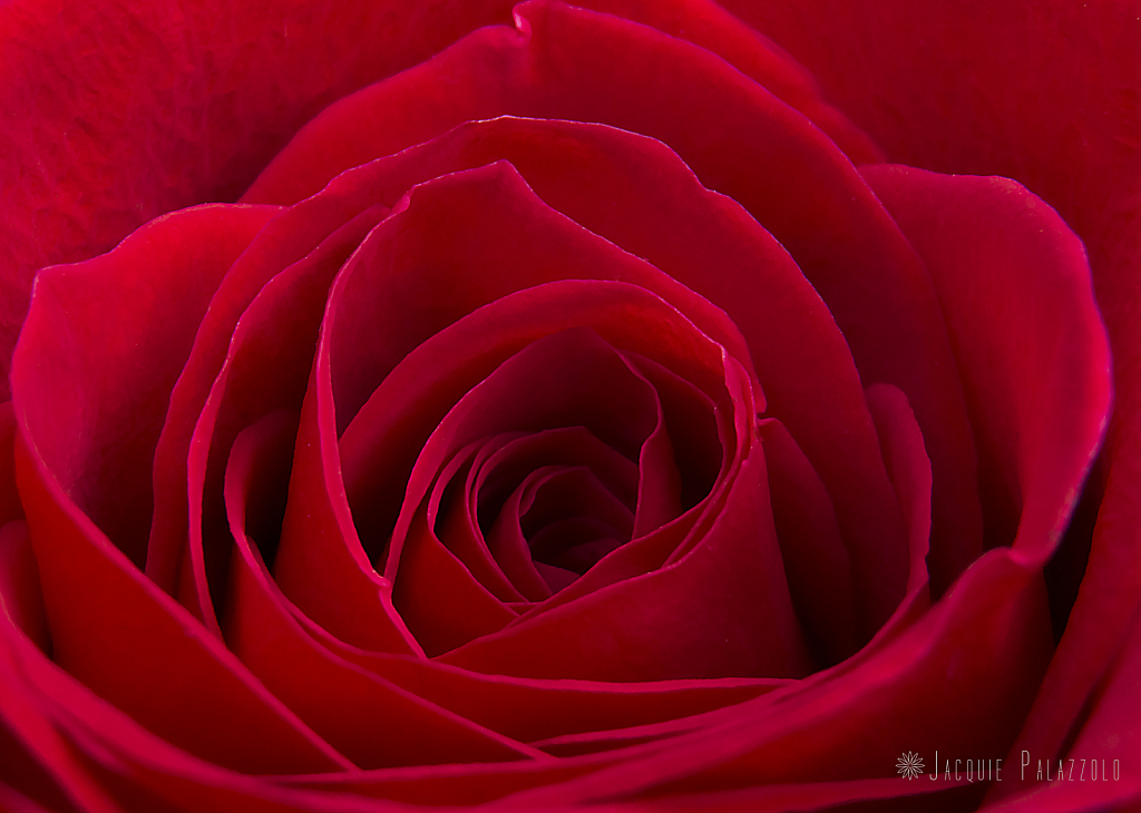 The Depths Of A Rose