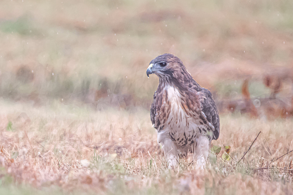 Hawk with Runny Nose