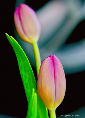 Tulips