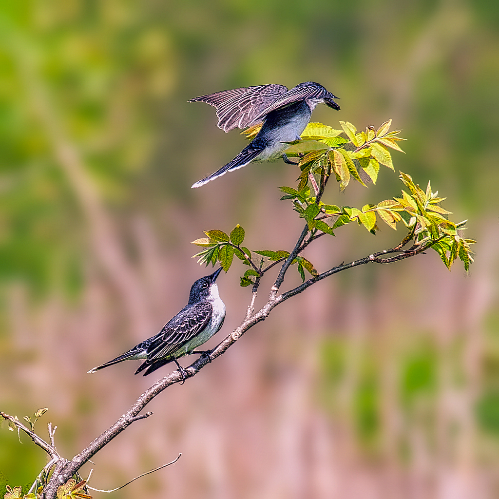 Eastern Kingbirds - ID: 15867826 © Janet Criswell