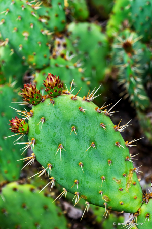 Prickly Pear