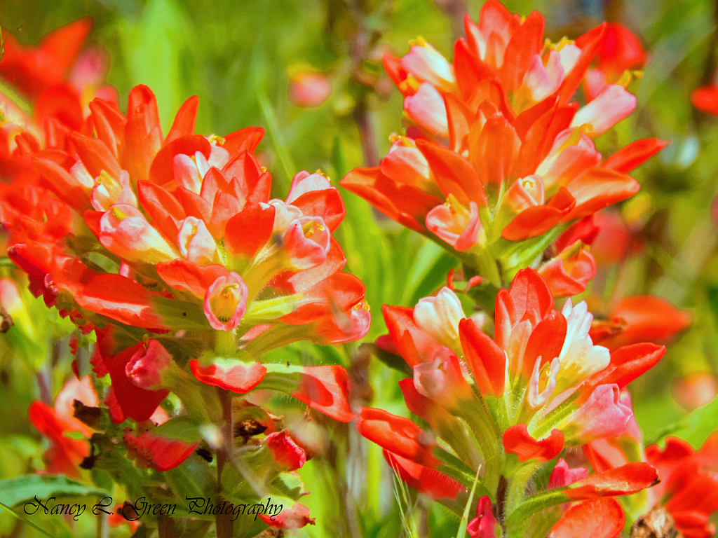 Indian Paint Brush