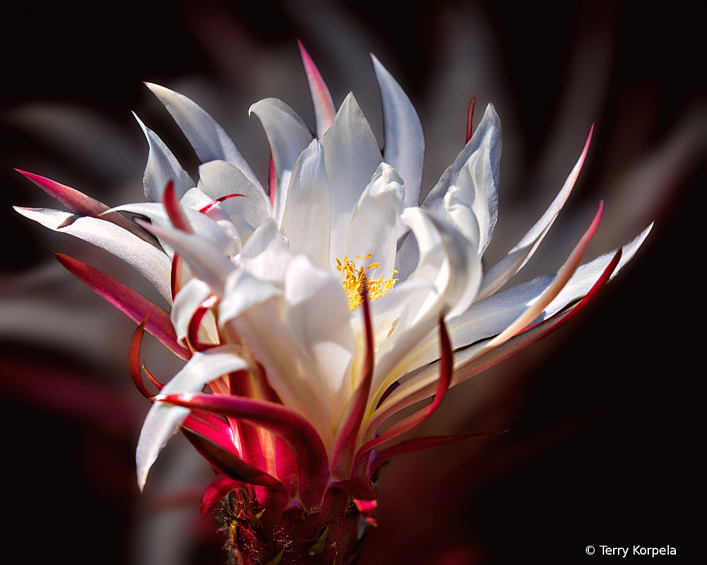 Berkeley Botanical Garden - ID: 15868461 © Terry Korpela