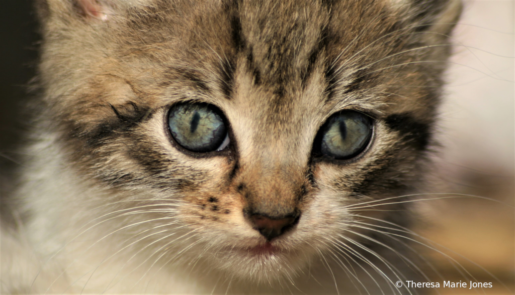 Sweet Kitten - ID: 15868723 © Theresa Marie Jones