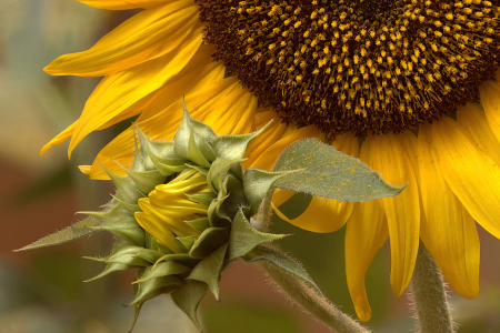 Sunflower and Bud