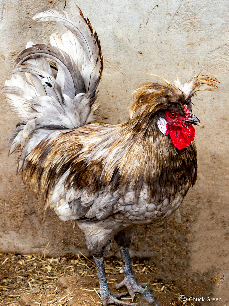 Polish Rooster