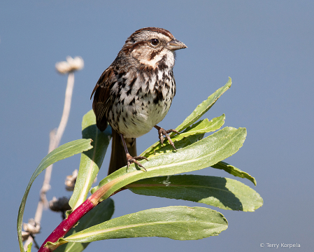 Song Sparrow  